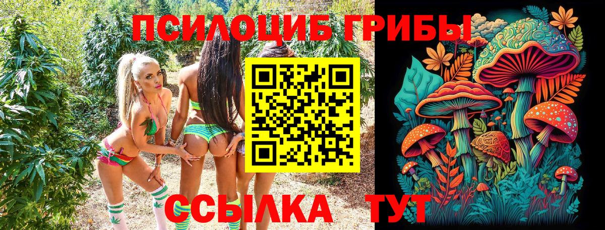 Псилоцибиновые грибы Psilocybine cubensis Бийск